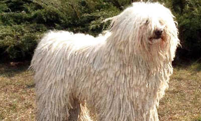 哪里能買到波利犬