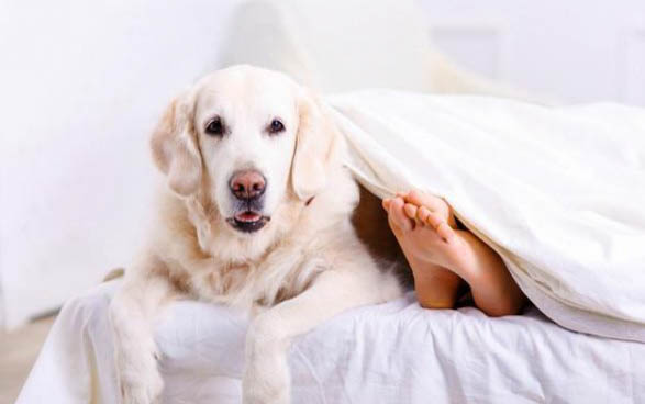 狗狗犬瘟需要打多久的單抗