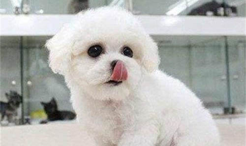 新手適合飼養(yǎng)泰迪犬博美犬還是比熊犬好呢