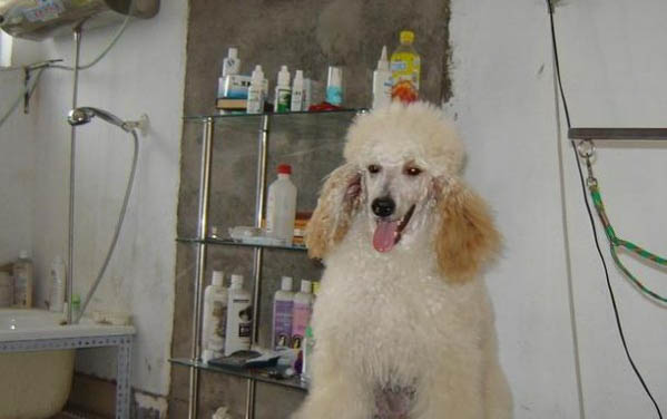 灰色貴賓犬多少錢一只?