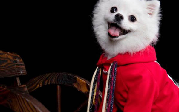 狗拉稀綠色吃什么藥好