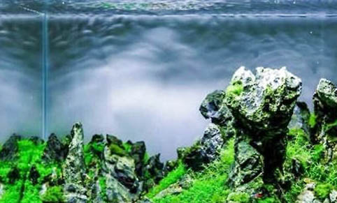 魚缸里的魚互相認(rèn)識嗎