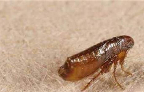 狗狗細小病毒狗狗自己能挺過去嗎