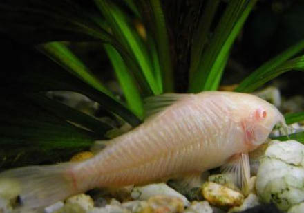花椒鼠魚能長多大