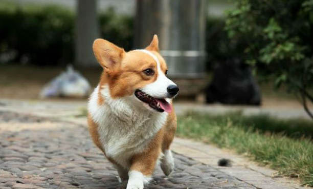 六種可以幫助你增加狗狗壽命的飼養(yǎng)方法