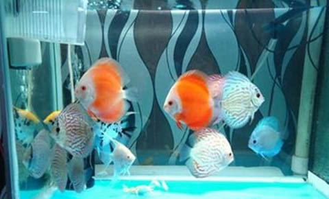 魚缸養(yǎng)褐藻需要怎樣處理