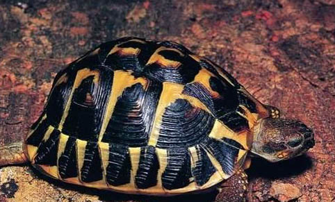 帳篷陸龜的品種簡介