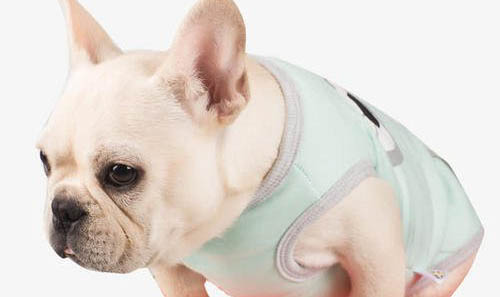 法國斗牛犬能活多久