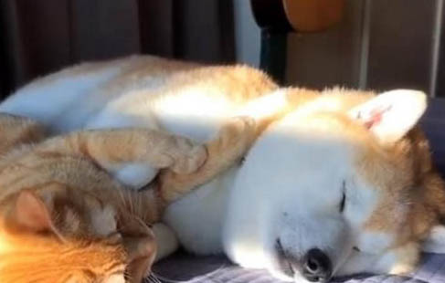 狗狗補鈣需要補多久