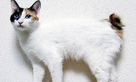 日本短尾貓睡覺卷成一團(tuán)的原因及處理方法