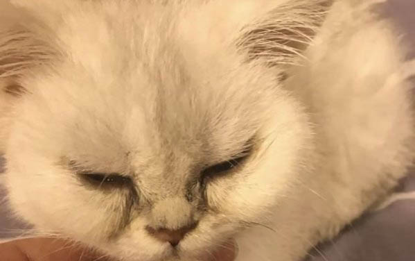 小貓假死最多持續多久