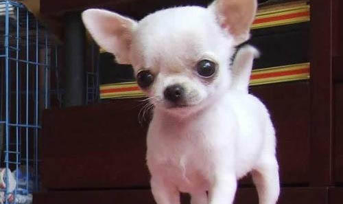 吉娃娃和小鹿犬哪個好養(yǎng)