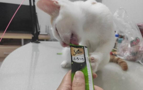 正常的貓嘴巴有味道嗎