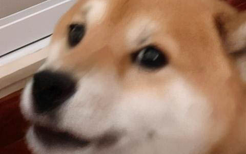 狗狗愛放屁什么原因