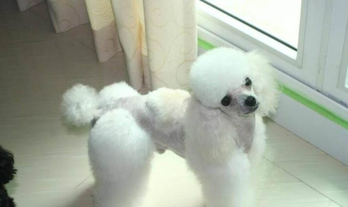 犬瘟在治療過程中需要多久才產生抗體