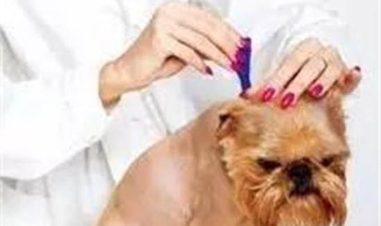 狗狗能吃人奶嗎