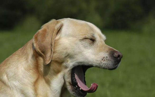 長(zhǎng)不大的犬是什么品種？