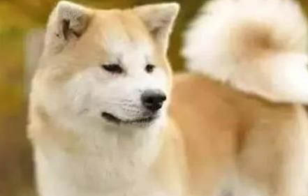 怎么糾正狗狗吃屎的問題