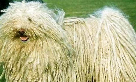 波利犬身體發抖的原因及處理方法