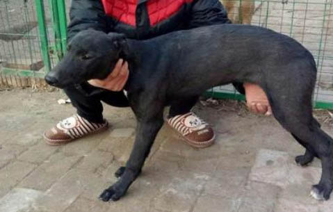 格力犬如何訓練抓兔子