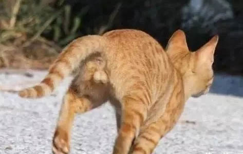 貓咪失聲了會自愈么