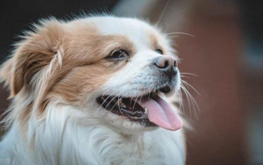 狗狗鼻炎的癥狀有哪些