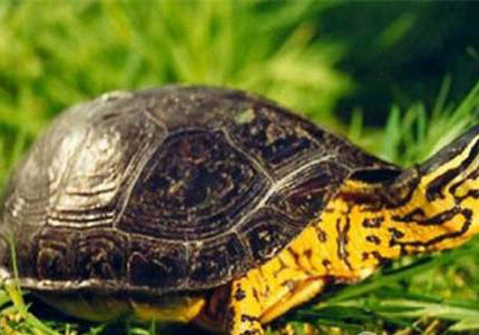 油彩木紋龜為什么沒人養