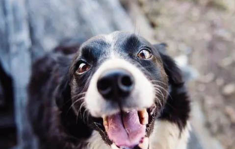 葡萄牙波登可犬窩咳應該怎么辦