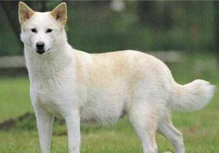 卡南犬真菌感染的原因及處理方法