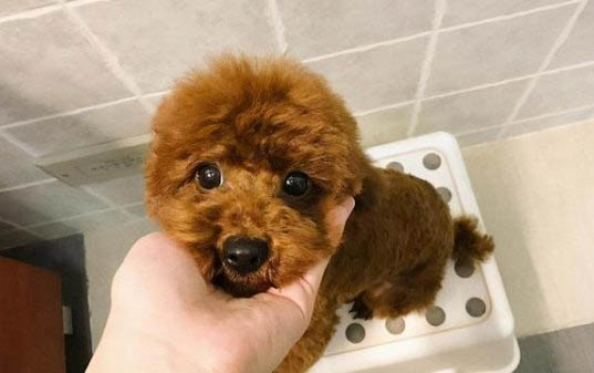 狗狗綁耳朵一次綁多久