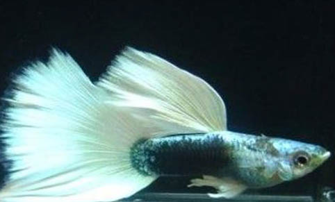 孔雀魚可以養多久啊