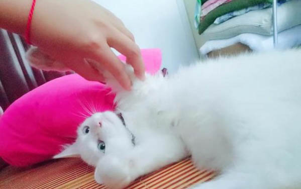 小貓打噴嚏流眼淚是為啥