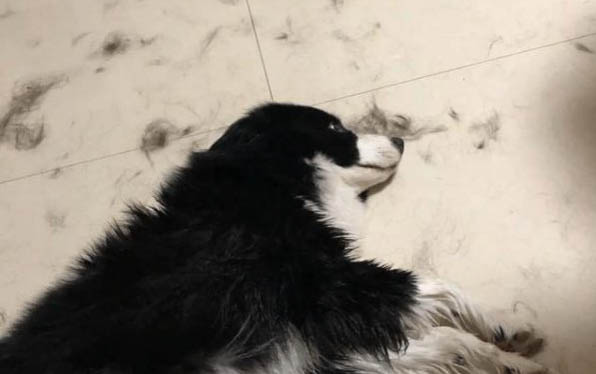 泰迪犬睡覺(jué)流口水的原因及處理方法
