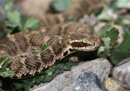 美國短尾貓多少錢一只