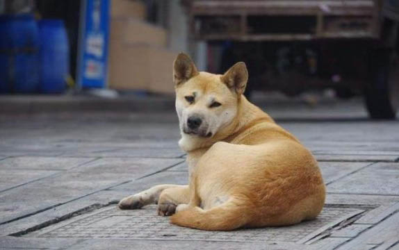狗狗為什么不能吃芹菜