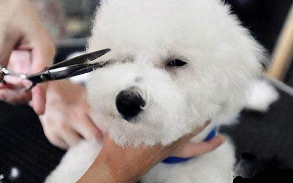 狗狗能吃西瓜么