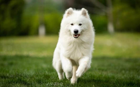 一只薩摩耶幼犬大概多少錢