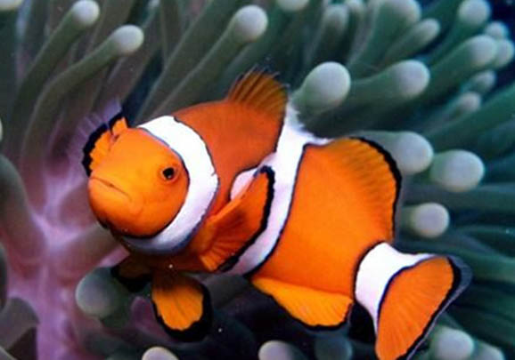 如何飼養雙帶小丑魚