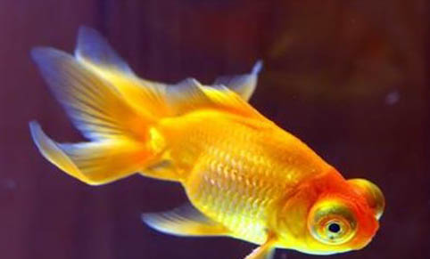 金魚(yú)身上有黑斑