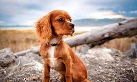 哪里有賣(mài)邊境牧羊犬 怎么買(mǎi)牧羊犬