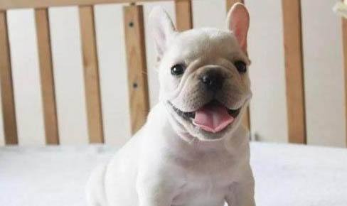 斗牛犬 為什么