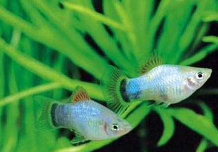 藍(lán)月亮寶石魚怎么養(yǎng)