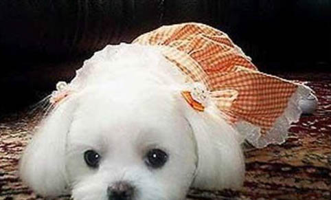 葡萄牙波登可犬怎么判斷生病了
