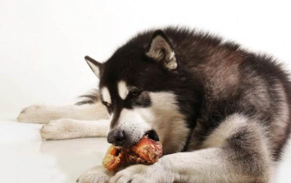 怎么教會狗狗在指定地點大小便