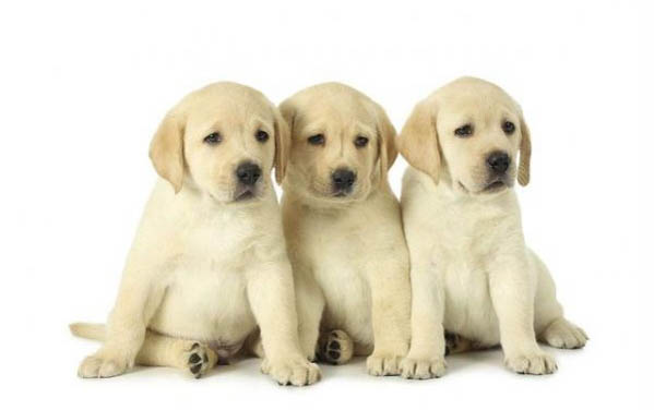 犬窩咳多久能好啊
