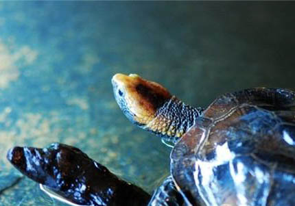 蛇頸龜多大才可以深水養