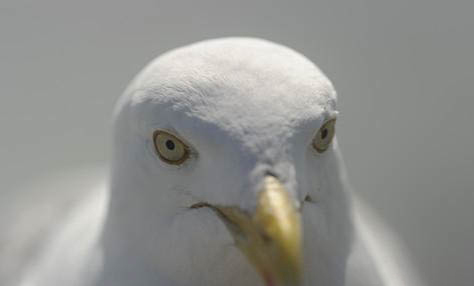 白羽王鴿子可以飼養嗎
