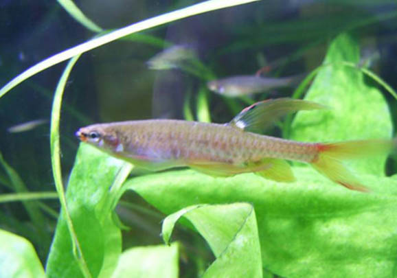 初學釣魚如何選擇魚竿調性