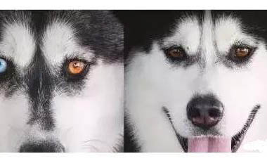 阿拉斯加幼犬又拉又吐怎么辦