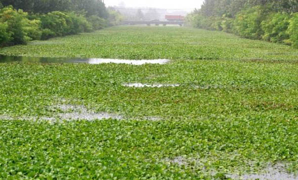 米奇魚混養需要注意什么?